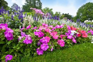 Starting A Flower Garden Here Are Tips For Beginners