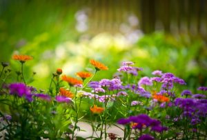 garden-flowers