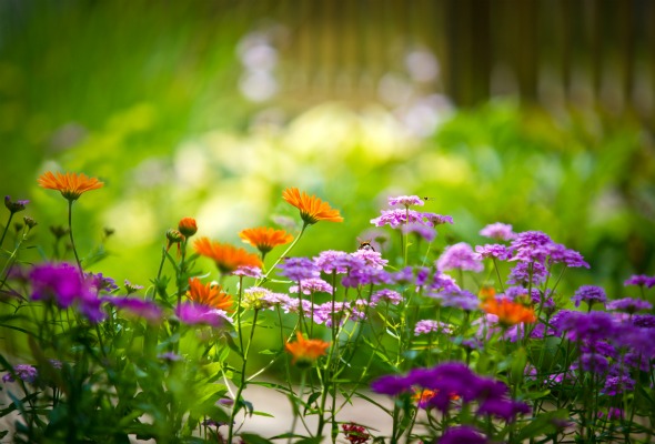 What is Garden Flowers for Everyone?