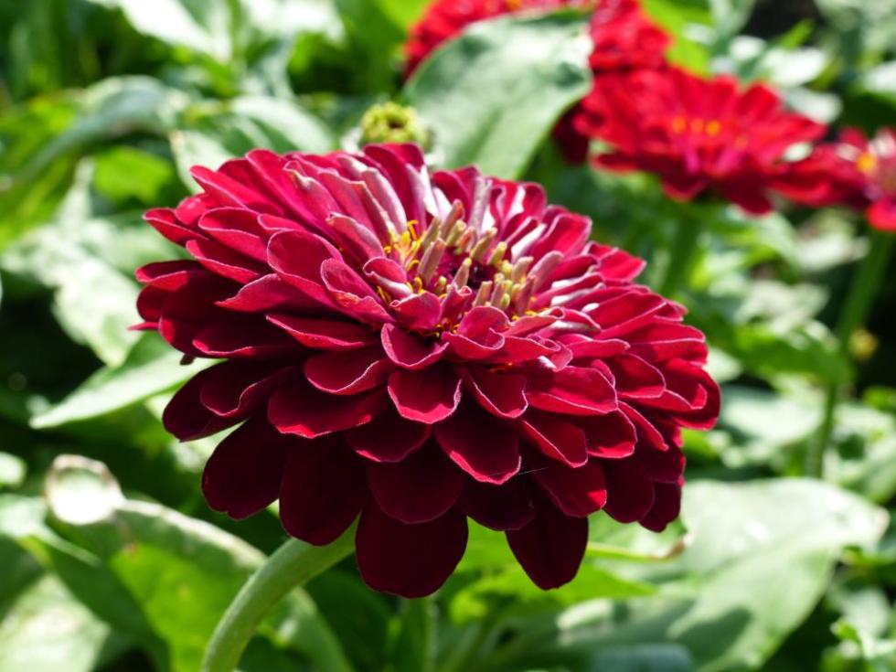 Online Garden Flowers Catalogue