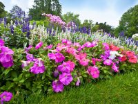 Starting a Flower Garden? Here Are Tips for Beginners