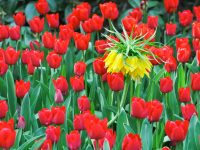 Are Tulips Poisonous to Chickens?