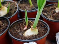 How to Plant Tulip Bulbs in Pots