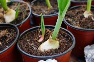 Tulips In Bulb Pots