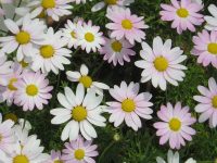 Landscaping and Gardening