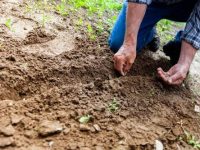 Best Clothes for Landscaping and Gardening
