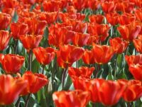 Why Tulips are Very Popular in Flower Gardens