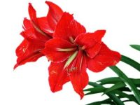 Landscaping, Gardening and Planta