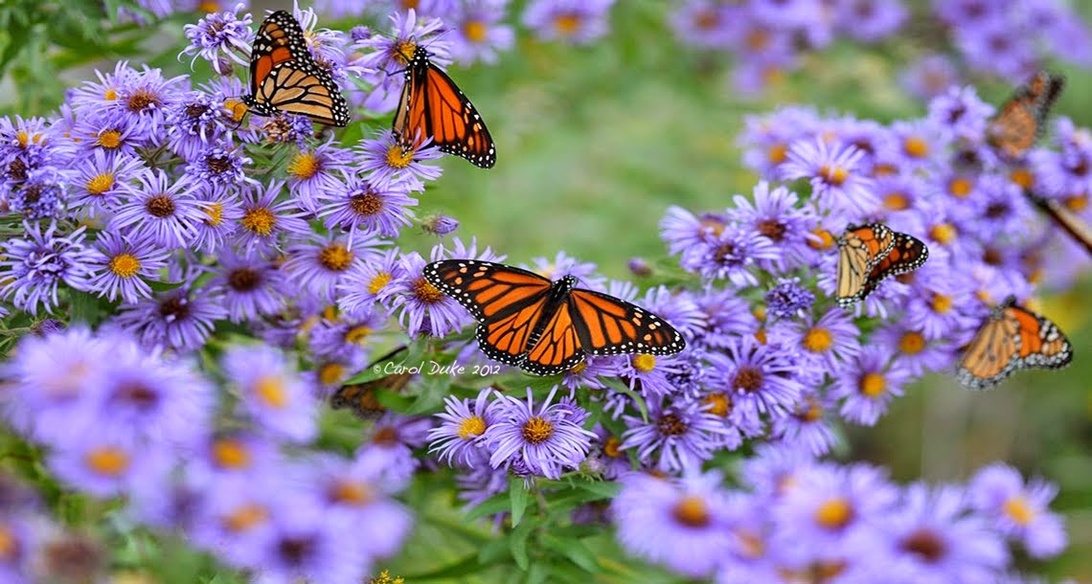 How to Create a Butterfly-Friendly Garden