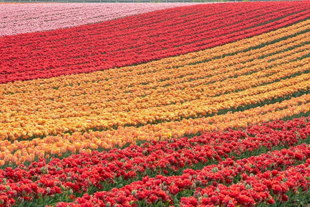 Rows of red, pink, orange, and yellow tulips in a field