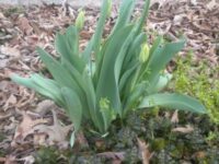 Why Are My Tulips Coming Up Blind? Solving the Mystery of Leaves Without Blooms