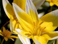 Wild Species Tulips for Reliable Naturalizing: Beyond the Standard Hybrids
