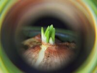 The Cold Truth: What Vernalization Really Does Inside a Tulip Bulb