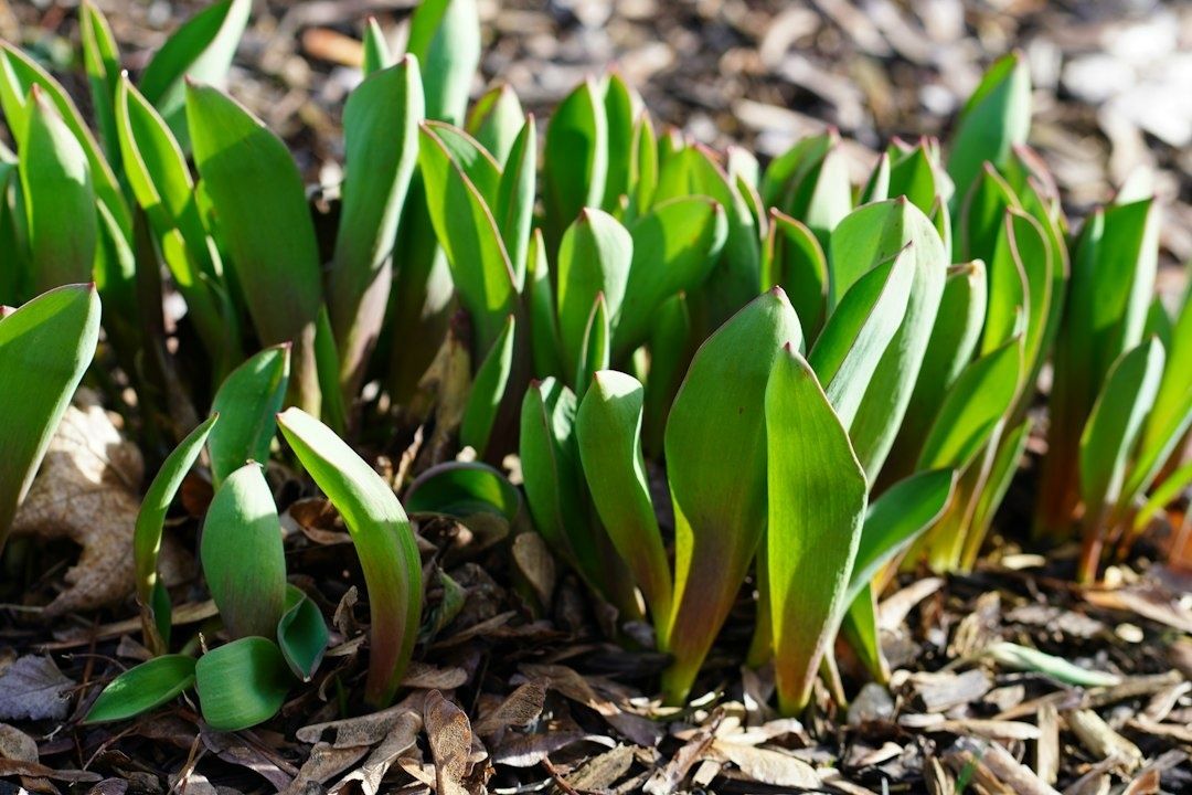 Clusters of green tulip leaves emerging from dry garden soil
