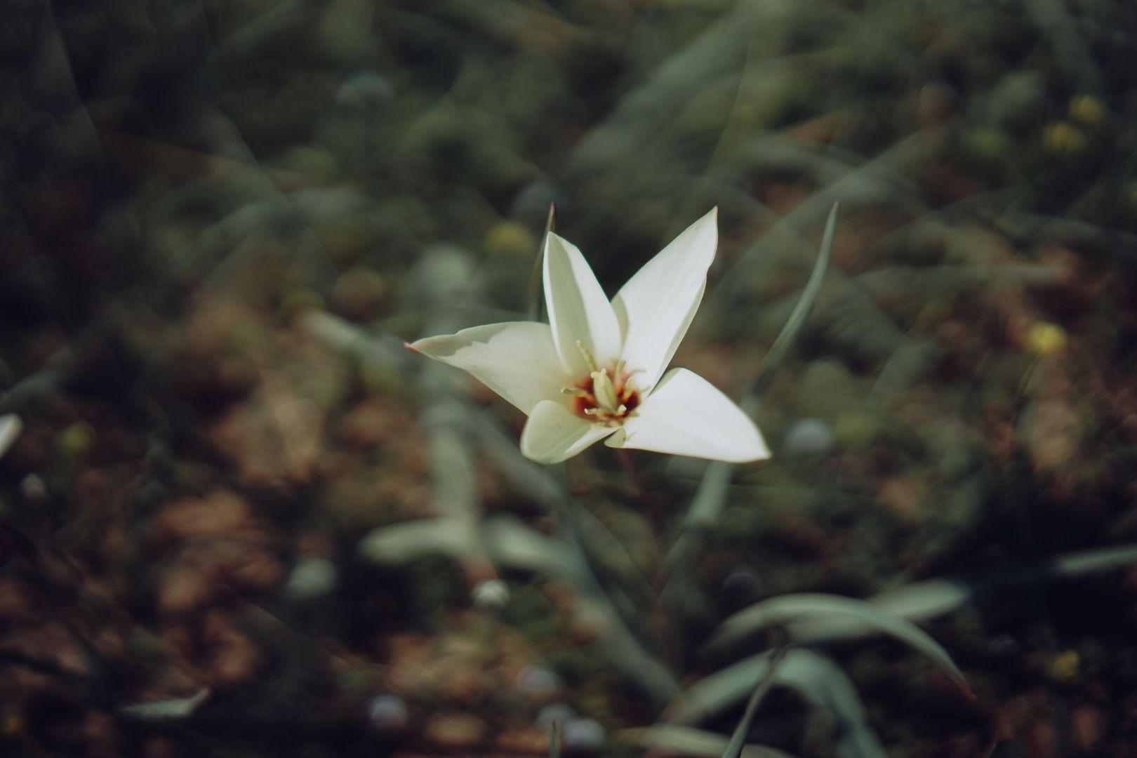 White wild tulip blooming among blurred green foliage