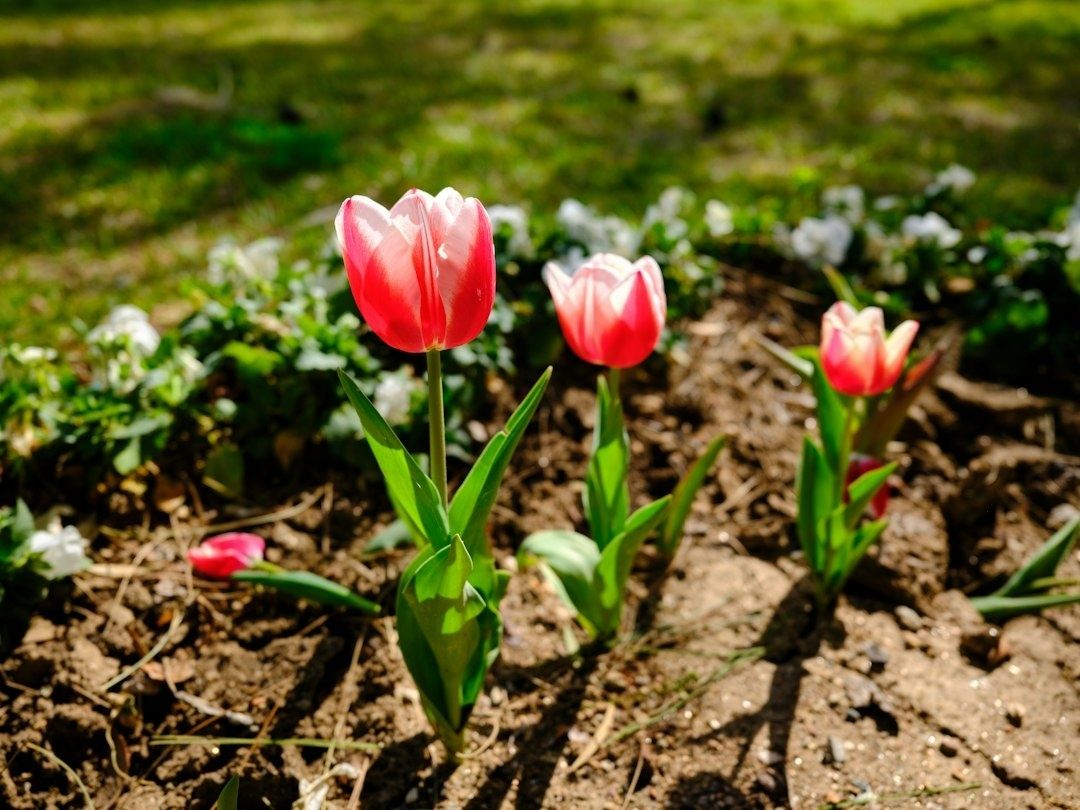 Three pink tulips growing in a bare, compact-looking garden bed