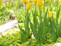 The Art of the Seamless Fade: How to Hide Dying Tulip Foliage with Perennial Companions
