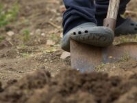 The Bathtub Effect: Why Digging Single Holes in Clay Causes Tulip Bulb Rot