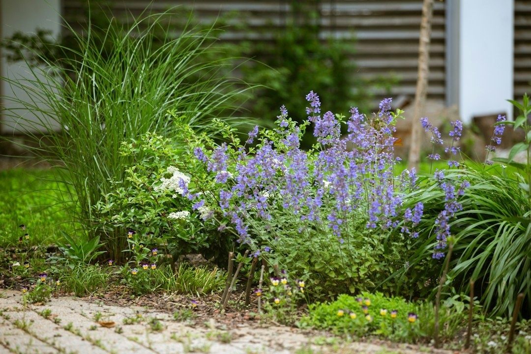 Layered garden border with purple flowers and lush perennial foliage